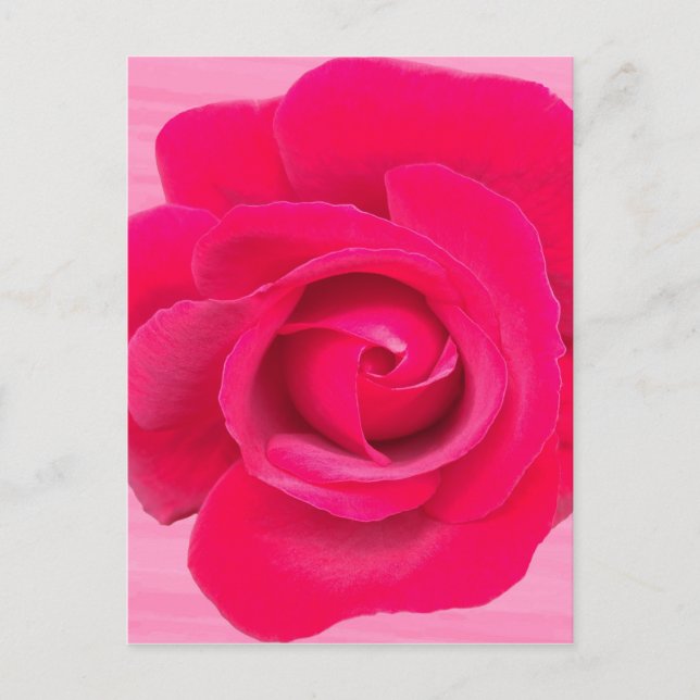 Cartão Postal Rosa Rosa Rosa Vermelha Romântica (Frente)