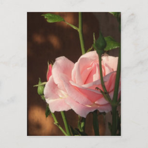 Cartão Postal Rosa rosa-solteiro à tarde