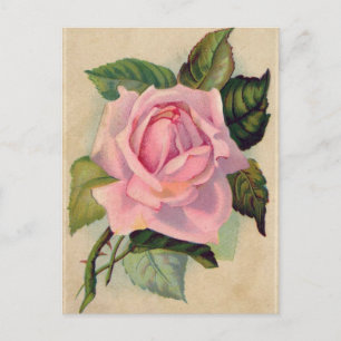 Cartão postal Rosa Rosa Vintage