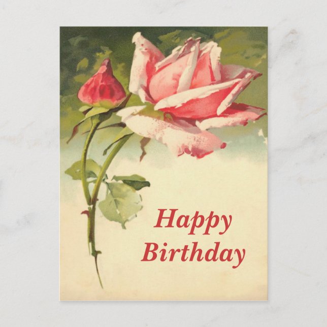 Cartão postal Rosa Rosa Vintage (Frente)