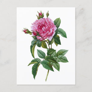 Cartão Postal Rosa Rosa Vintage
