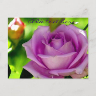 Cartão Postal Rosa Roxa_