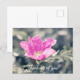 Cartão Postal Rosa Rugosa Rosa Rosa Pensando Em Você