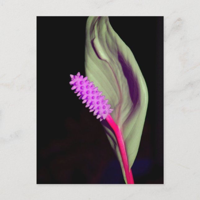 Cartão Postal Rosa Schönheit (Frente)