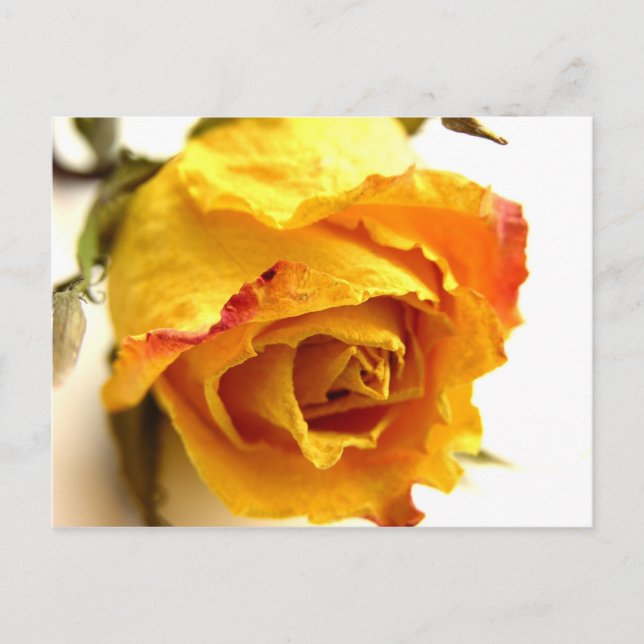 Cartão Postal Rosa Seco (Frente)