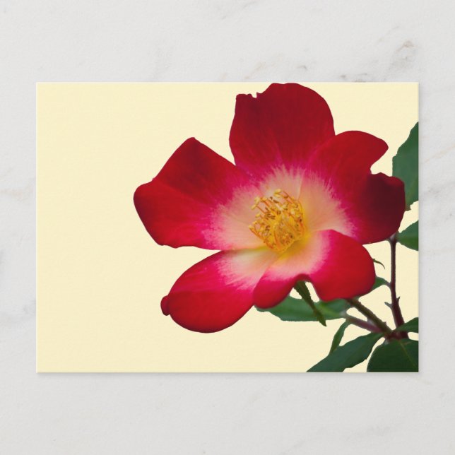 Cartão Postal Rosa Selvagem Rosa Romântica (Frente)