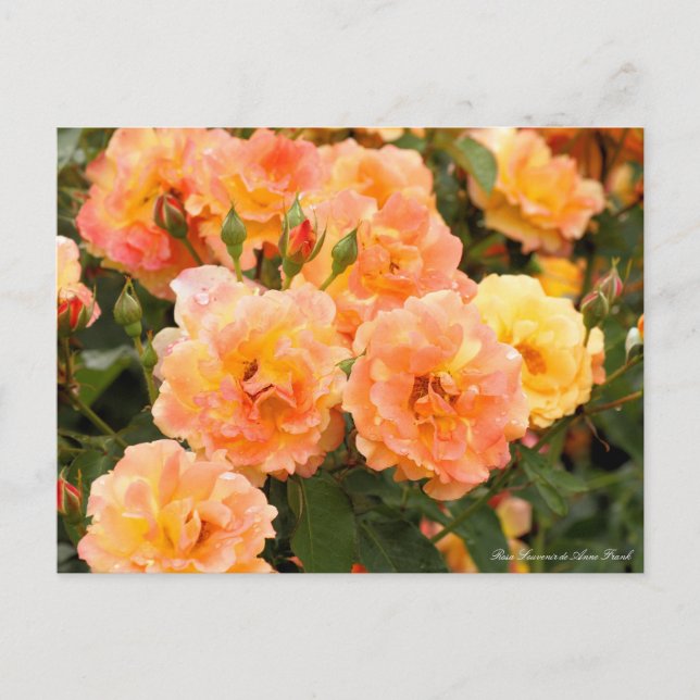 Cartão Postal Rosa Souvenir de Anne Frank:Cartão postal (Frente)