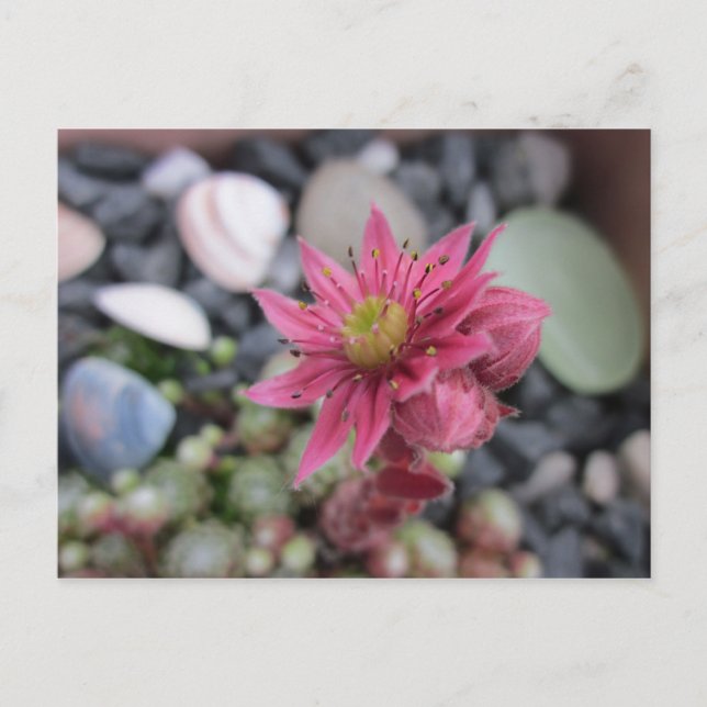 Cartão Postal Rosa Steingartenblüte (Frente)