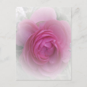 Cartão Postal Rosa Suave