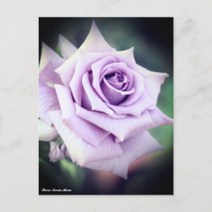 Cartão Postal Rosa Sweet Moon