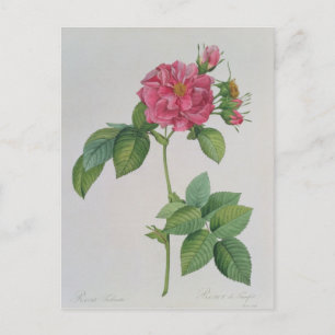 Cartão Postal Rosa Turbinata, de ,Les Rosa, Vol 1, 817