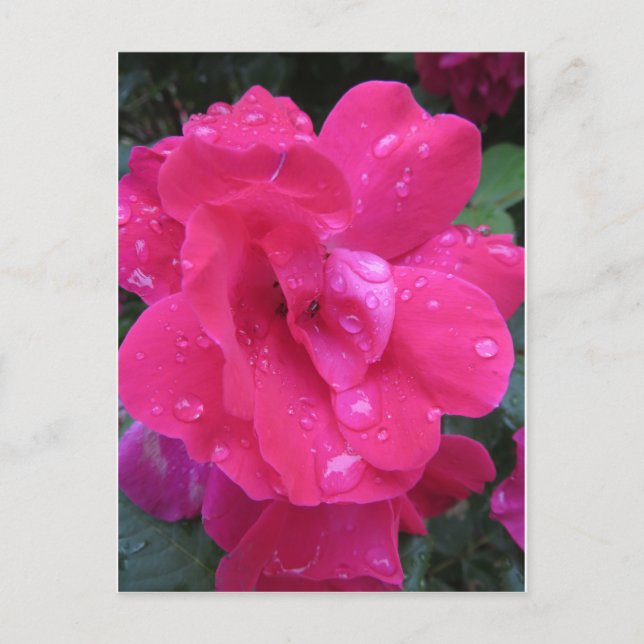 Cartão Postal Rosa úmido (Frente)