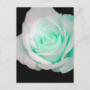Cartão Postal Rosa Verde e Branca...