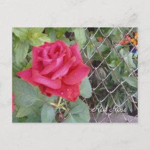 Cartão Postal Rosa vermelha