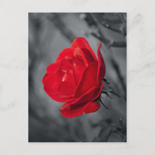 Cartão Postal Rosa Vermelha