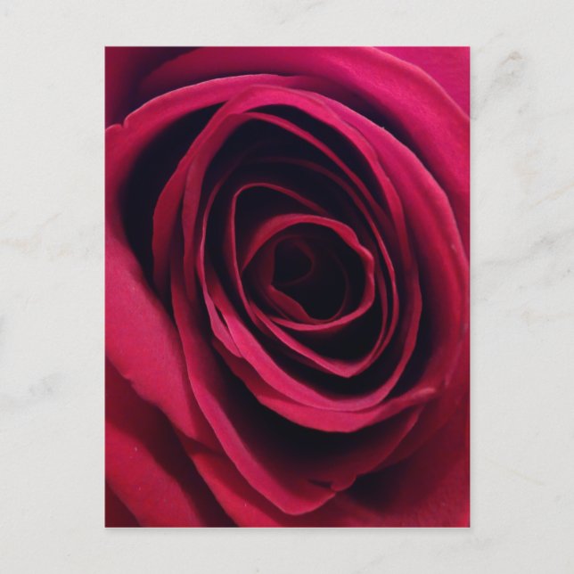 Cartão Postal Rosa Vermelha (Frente)