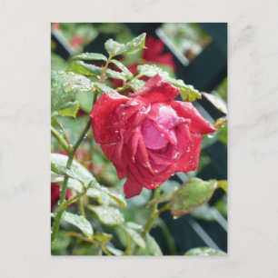 Cartão Postal rosa vermelha