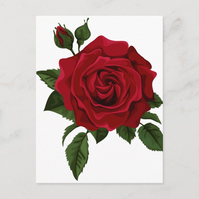 Cartão Postal Rosa vermelha (Frente)