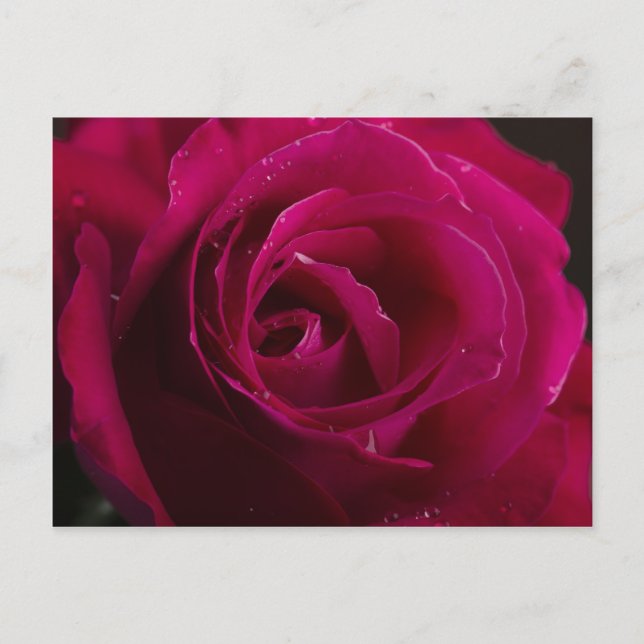 Cartão Postal Rosa vermelha (Frente)