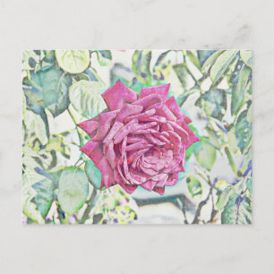 Cartão Postal Rosa vermelha
