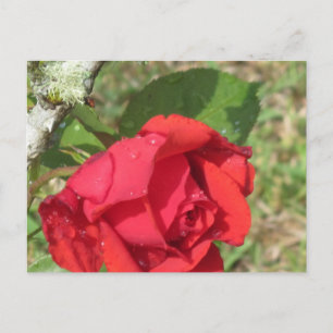Cartão Postal rosa vermelha
