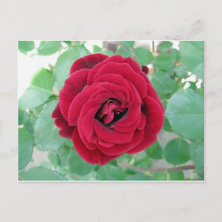 Cartão Postal rosa vermelha