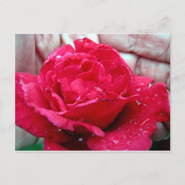 Cartão Postal Rosa vermelha (Frente)