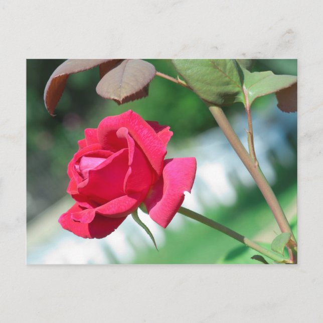 Cartão Postal Rosa vermelha (Frente)