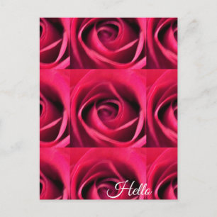 Cartão Postal Rosa vermelha