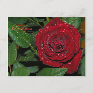 Cartão Postal Rosa Vermelha #2