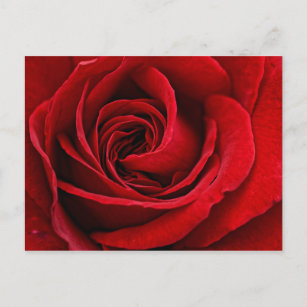 Cartão Postal Rosa vermelha Brilhante Fechar