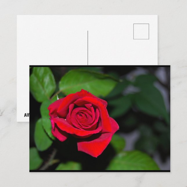 Cartão Postal Rosa Vermelha Carmesim (Frente/Verso)