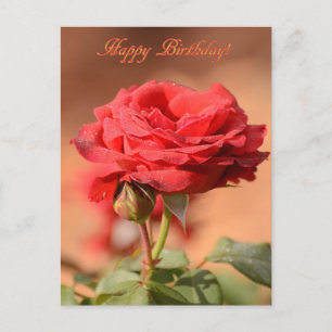 Cartão Postal Rosa Vermelha com Boto Happy Birthday