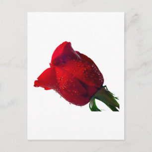 Cartão Postal rosa vermelha com gotas de água
