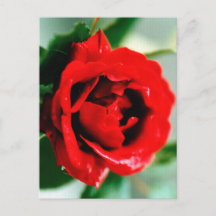 Rosa vermelha com gotas de mastigação