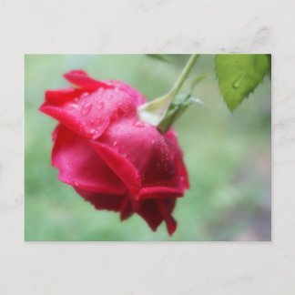 Cartão Postal Rosa vermelha com placa de Posto de gotas de água