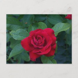 Cartão Postal Rosa Vermelha de Perto