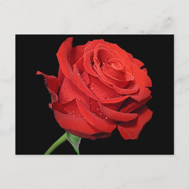 Cartão Postal Rosa vermelha Flor Vazio Preto Floral (Frente)