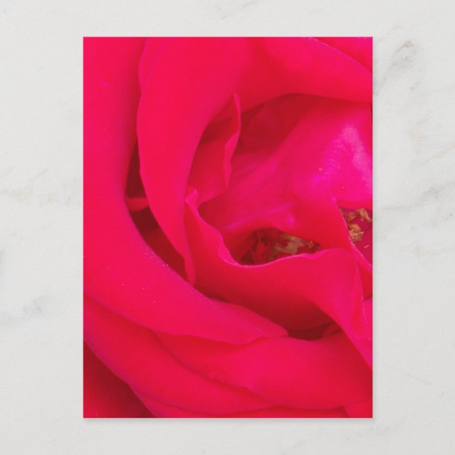 Cartão Postal rosa vermelha para fechar (Frente)