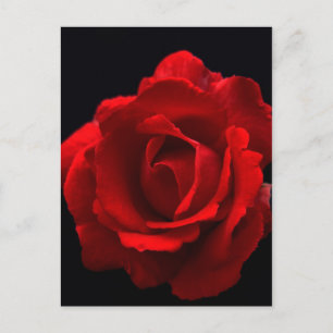 Cartão Postal Rosa vermelha pccnm