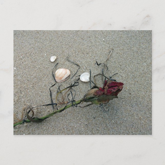 Cartão Postal rosa vermelha perdida no mar (Frente)