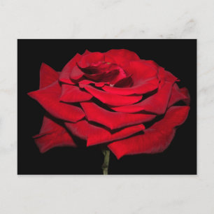 Cartão Postal Rosa vermelha - Preto