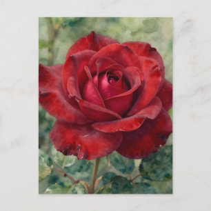 Cartão Postal Rosa Vermelha Profunda Romântica em Flor