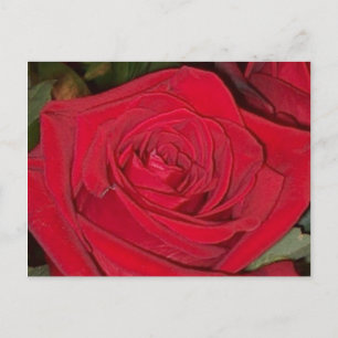Cartão Postal Rosa Vermelha Radiante