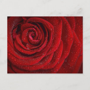 Cartão Postal Rosa vermelha romântica