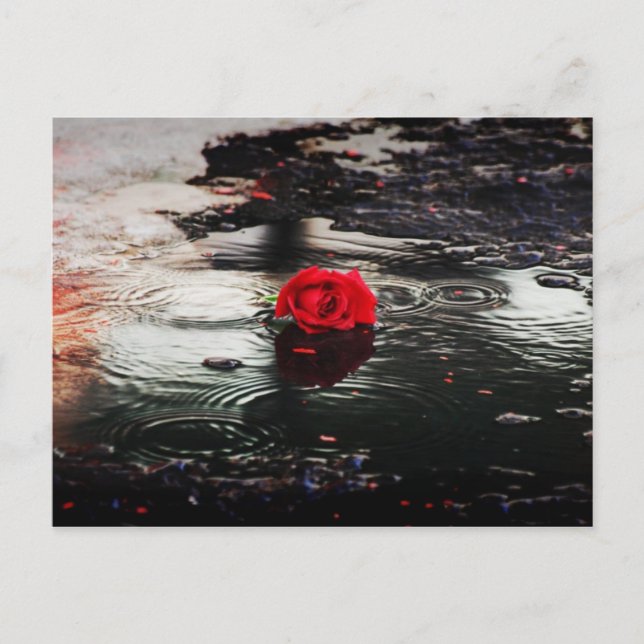 Cartão Postal Rosa vermelha solteiro Na Chuva (Frente)