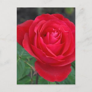 Cartão Postal Rosa vermelha única