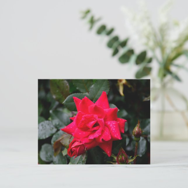 Cartão Postal Rosa Vermelha Vibrante (Em pé/Frente)