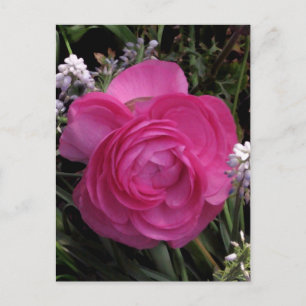 Cartão Postal Rosa Vermelho...
