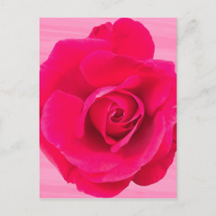 Cartão Postal Rosa Vermelho Romântico Rosa v2